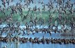 Premières éco-villes en Chine