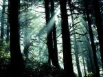 L’aménagement forestier : les enjeux sociaux, économiques et environnementaux