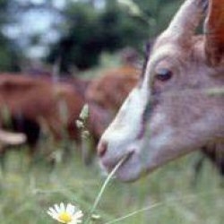 2005 : année de croissance pour l&rsquo;agriculture biologique