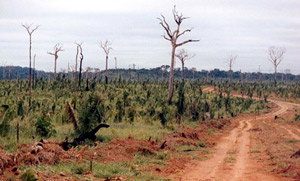 climat_deforestation_web.jpg