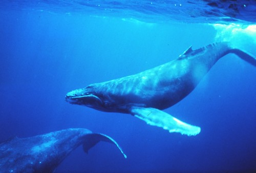 Polynésie Française : Baleines contre dynamite
