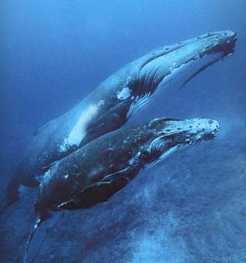 Pétition : Ne laissons pas la flotte japonaise massacrer les baleines