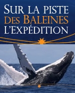 Le gouvernement Japonais renonce au massacre des baleines à bosse