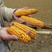 OGM: la France interdit officiellement la culture du maïs MON810