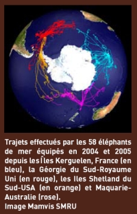 Visionnez les trajets effectués par les 58 éléphants de mer