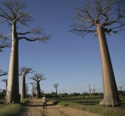 L’allée des baobabs est le rassemblement de ces arbres le plus spectaculaire de la grande île. Une vingtaine de ces géants pluricentenaires s’y dressent.