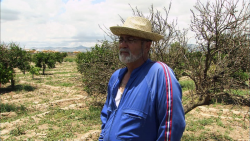 Au coeur de la huerta d'Alicante, Antonio Niguez regarde avec inquiétude ses citronniers se dessécher sur pied.