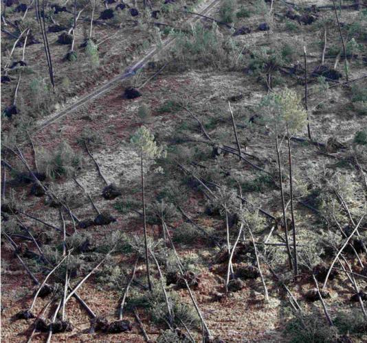 Tempête Klaus : la solution est une restauration écologique des forests en Aquitaine