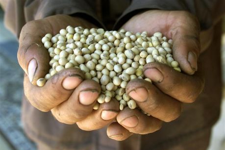 Reuters:Pousses de soja génétiquement modifiées dans les mains d'un paysan roumain.