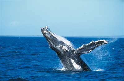 Great Sandy -  © Fraser Coast South Burnett Tourism - Humpback whale
