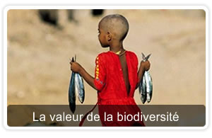 2010 : année internationale de la biodiversité
