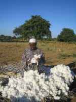 Récolte Coton équitable Afrique ©MHF