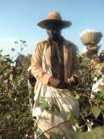 Récolte Coton équitable Afrique ©MHF