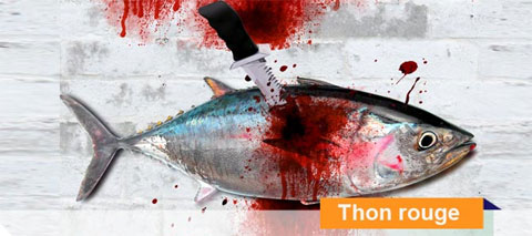Depuis dix ans, Greenpeace tire la sonnette d'alarme. Le thon rouge de Méditerranée est menacé d'extinction
