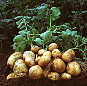 la Commission européenne a autorisé la culture d’Amflora, pomme de terre proposée par BASF