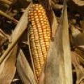 Le Maïs OGM MON 810 est-il sans danger ?