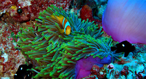 Clownfish and anemone - credit Alasdair Harris, Blue Ventures Conservation