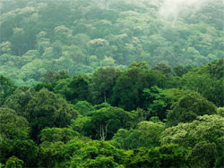 © Detlef Overmann/CoFF, Montane rainforest -Yayu, Ethiopia