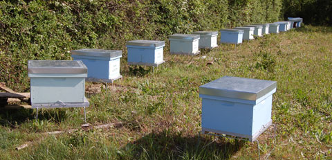 Ruches proposées aux particuliers par Un toit pour les abeilles - Crédit photo : ECOLUTIS