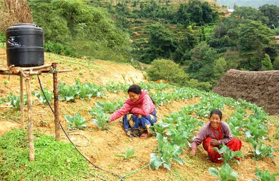 Photo  IDE. Système d'irrigation goutte à goutte au Népal