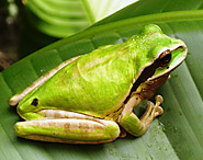 frog_costarica