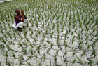 Les paysans du Sud sont les premières victimes du changement climatique