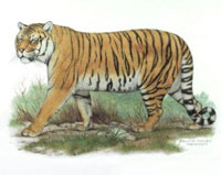 Le tigre de l’Amour