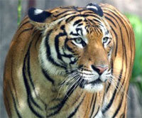 Le tigre de Malaisie