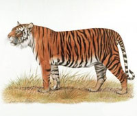 Le tigre de Sumatra