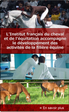 En savoir plus sur les missions de l'IFCE - Institut Français du Cheval et de l'Equitation