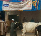 Partenariat CARE-Danone Egypte pour la filière lait