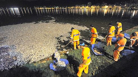 En février 2010, des milliers de poissons morts avaient été retrouvés dans le port de Rio de Janeiro, vraisemblablement tués par le froid. Crédits photo : ANTONIO SCORZA/AFP