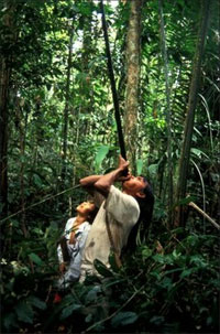 Les indiens ont façonné l'Amazonie depuis des milliers d'années. Ils connaissent chaque arbre, chaque méandre de leur territoire