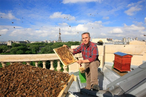 Nicolas Géant l'apiculteur des toits de Paris