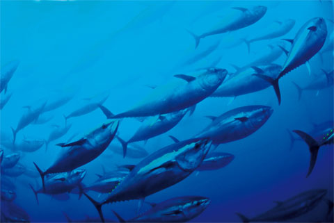 Les populations de thon rouge en Méditerranée sont particulièrement inquiétantes