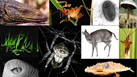 Photo: International Institute for Species Exploration/Arizona State University  Les dix espèces figurant au sommet du classement des espèces découvertes en 2010