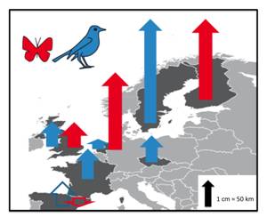 Cette carte issue de l’étude montre la vitesse relative de déplacement des communautés d’oiseaux et de papillons dans différents pays européens. © NPG