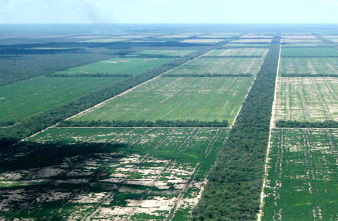 Vue de champs de soja dans la forêt du Chaco au Paraguay – Friends of The Earth.