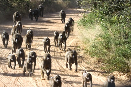 baboins