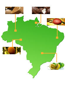 BelloNatural :  des ingrédients naturels du Brésil