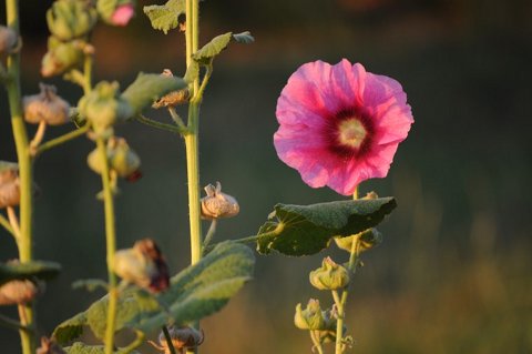 Une rose trémière au milieu des Pouilly-Vinzelles 