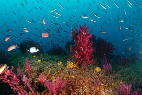 Fond marin à Gorgone rouge (Paramuricea clavata) © H.THEDY