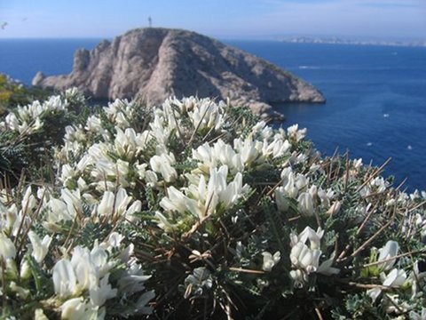 Astragale de Marseille (astragalus tragacantha), espèce littoral protégée © CEEP