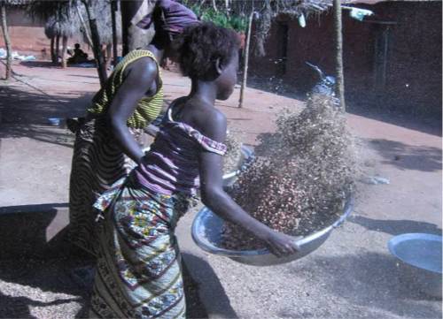 © GERES - Traditionnellement, le vannage de l’arachide décortiquée se fait manuellement.