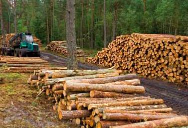 La filière forêt-bois s'engage pour relever le défi du changement climatique