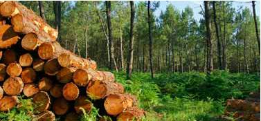 La filière forêt-bois s'engage pour relever le défi du changement climatique