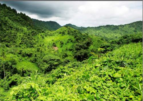Raconte-moi les forêts » - 1er webdoc WWF