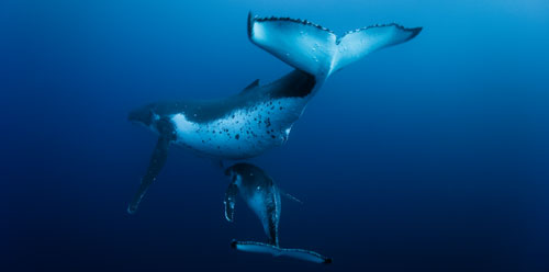Baleine à bosse et baleineau - Copyright : Roberto Rinaldi