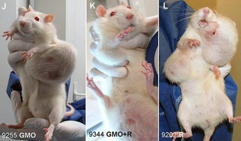 Un photomontage transmis par le Comité de recherche et d'information indépendantes sur le génie génétique montre plusieurs rats ayant des tumeurs après avoir été nourris avec un maïs OGM (CRIIGEN/AFP, Charly Triballeau)