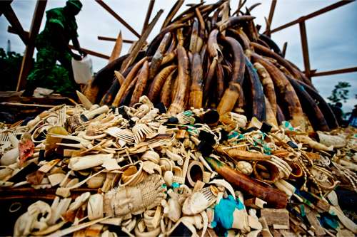 © WWF-Canon / James Morgan - Destruction des saisies du commerce illégal de l'ivoire